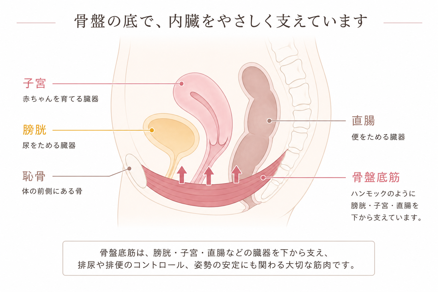 骨盤底筋・膀胱・子宮の位置を示すシンプルな解剖図