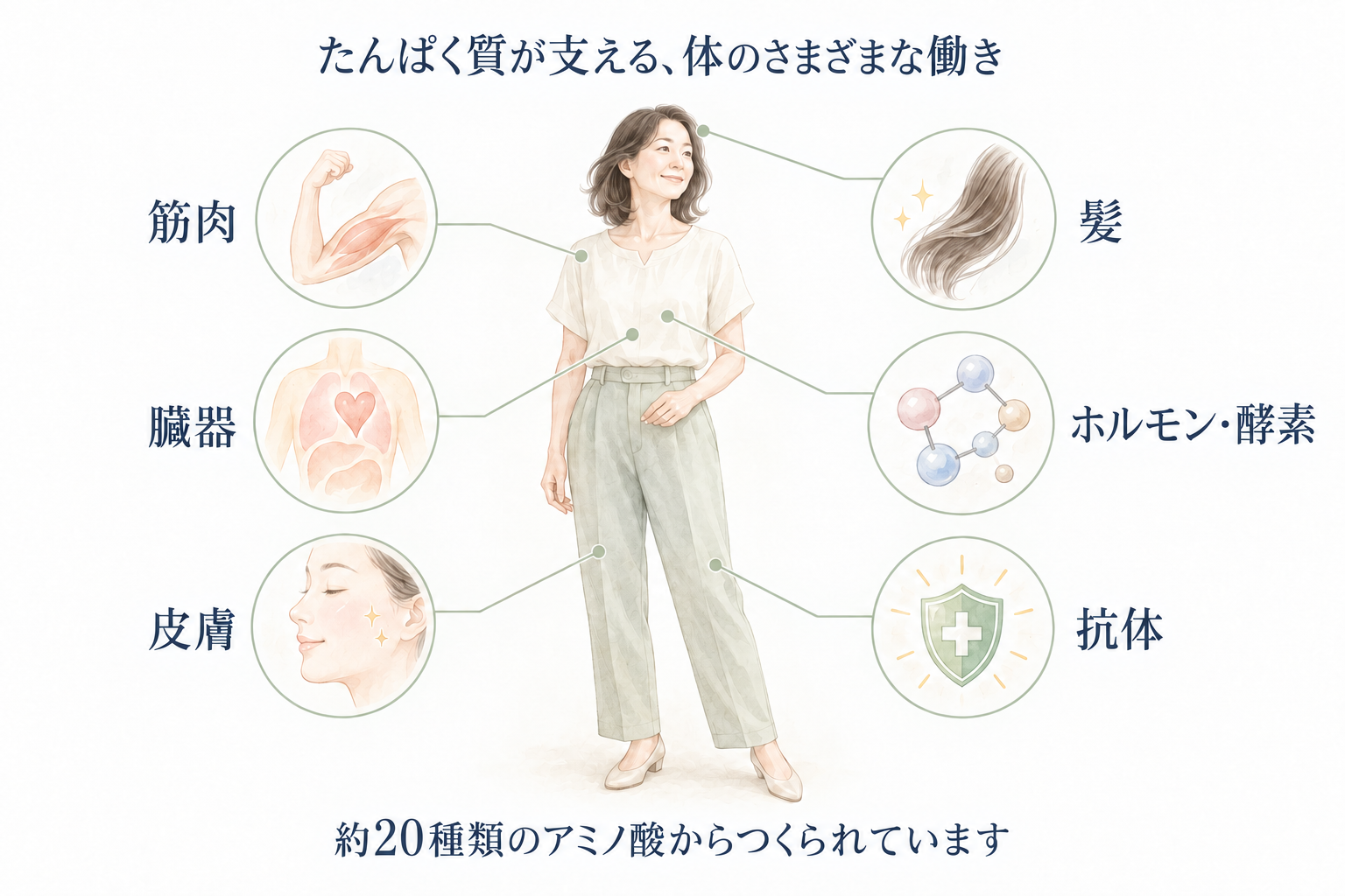 たんぱく質が体を支える働きを示すインフォグラフィック